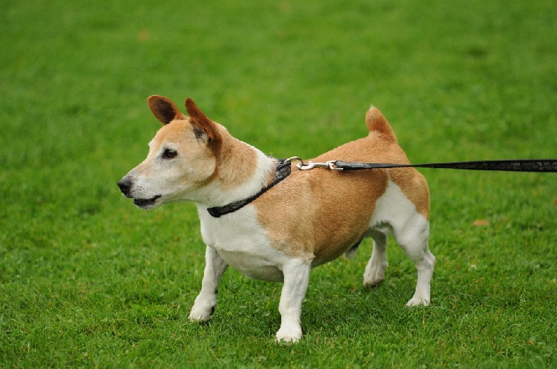 Image 15 of 855  -  243 kB