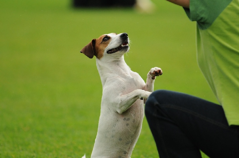 Image 202 of 855  -  161 kB