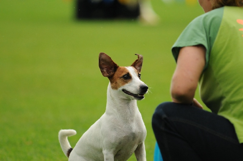 Image 203 of 855  -  160 kB