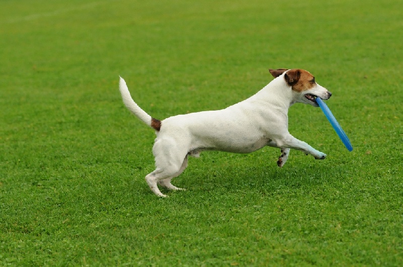 Image 210 of 855  -  232 kB