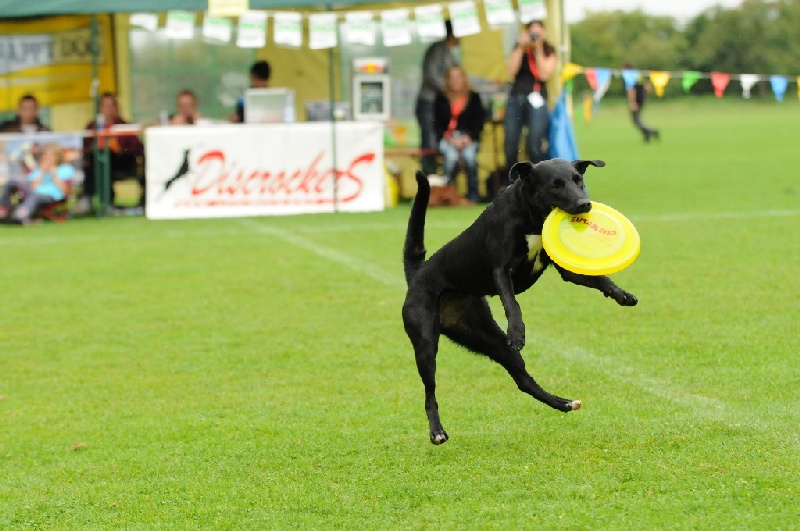 Image 252 of 855  -  219 kB