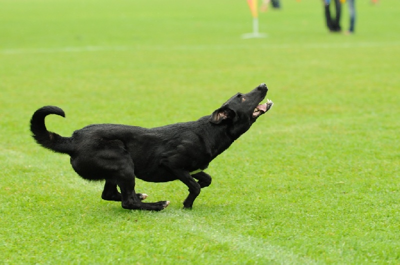 Image 261 of 855  -  191 kB