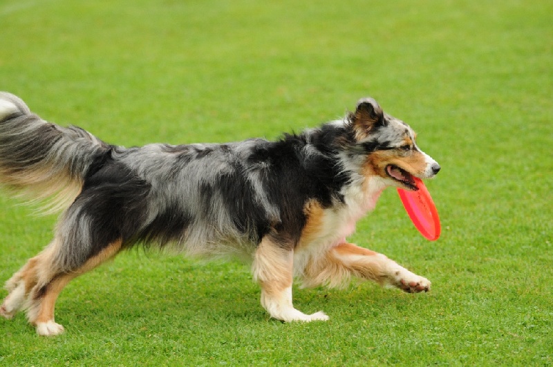 Image 469 of 855  -  230 kB