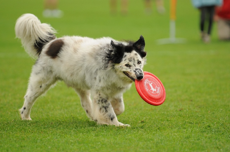 Image 611 of 855  -  198 kB