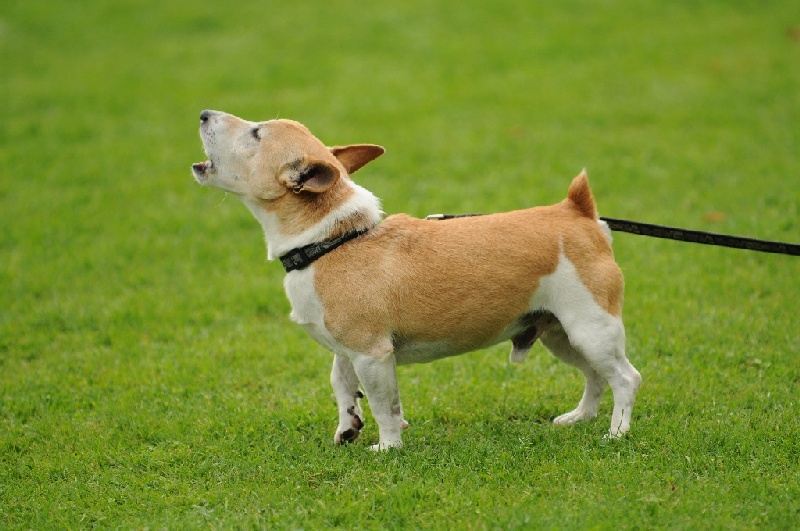 Image 632 of 855  -  218 kB