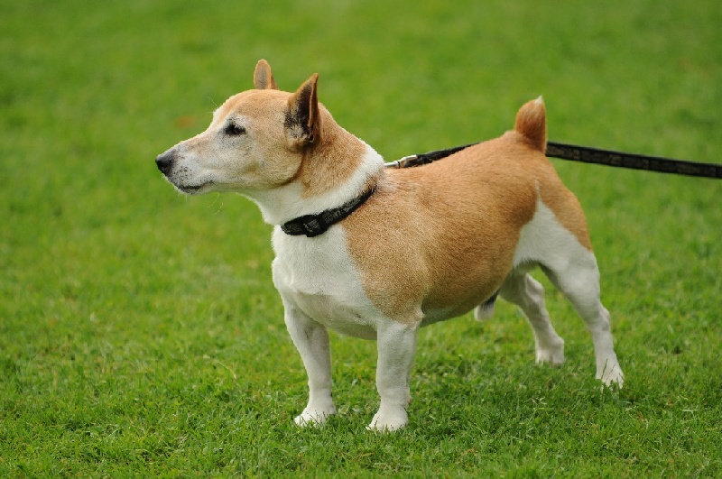 Image 633 of 855  -  229 kB