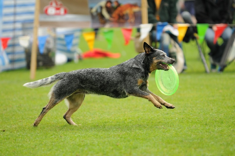 Image 649 of 855  -  204 kB