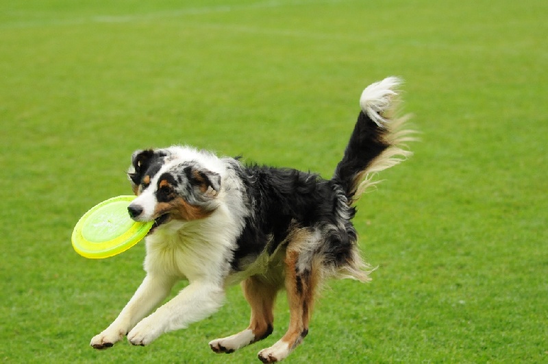 Image 817 of 855  -  187 kB