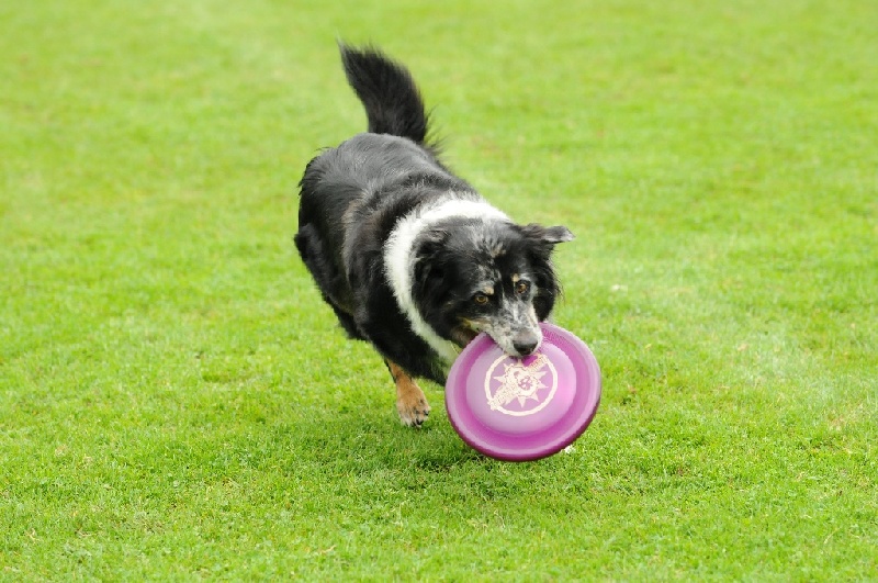 Image 824 of 855  -  242 kB