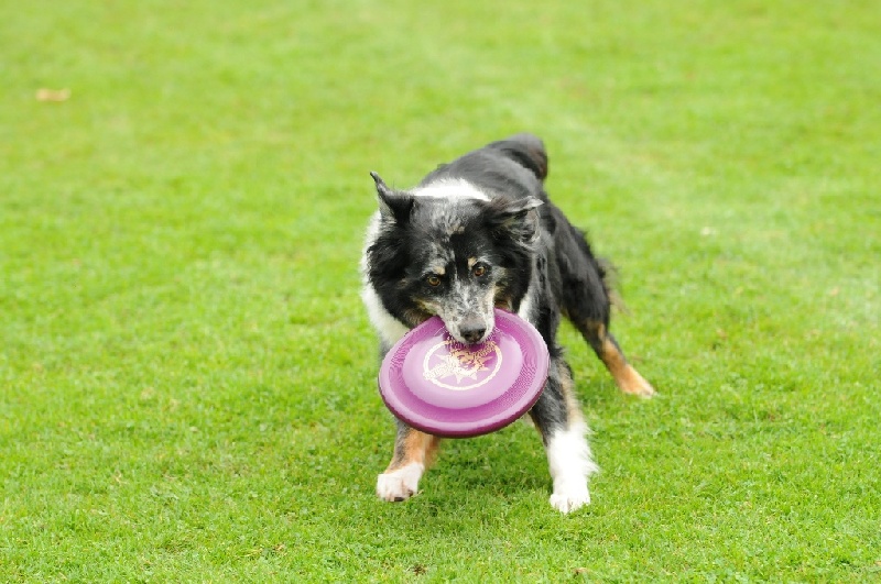 Image 825 of 855  -  228 kB