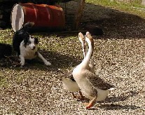 Ginger beim G�nseh�ten