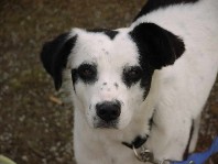 schau mir in die Augen Kleiner